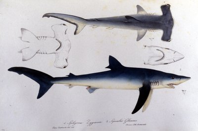Requins : requin marteau et requin bleu. - Unknown artist