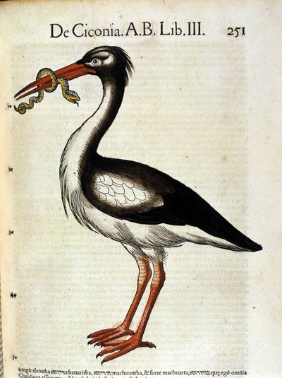 Cigogne d
