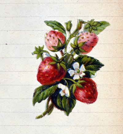 Fraises. Chromolithographie du 19ème siècle - Unknown artist