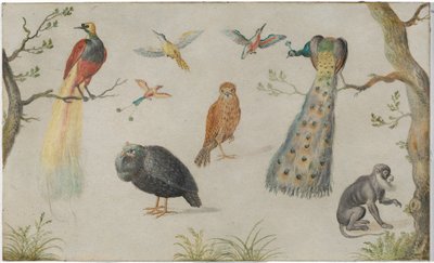 Étude des oiseaux et des singes - Unknown Artist