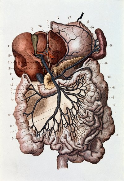 Étude du cerveau humain, hémisphères cérébraux et cervelet - Unknown artist
