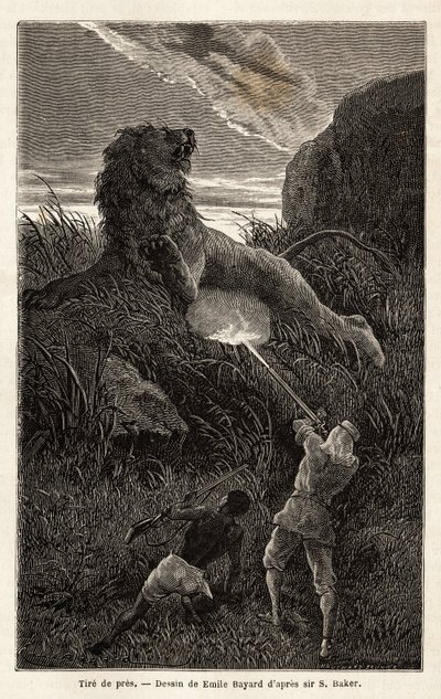Surpris par un lion lors de la randonnée au lever du soleil, l