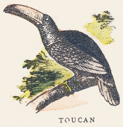 T: toucan - Unknown artist