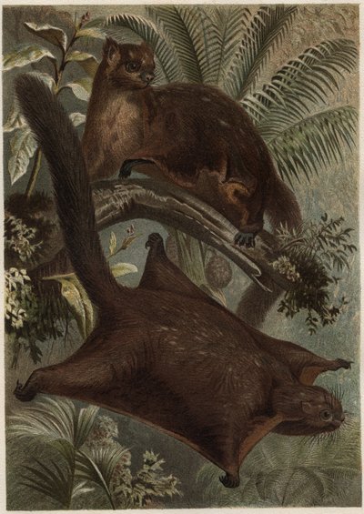 Taguan (écureuil volant) (famille Sciuridae) - gravure de « La Vie des Animaux » par Alfred Edmund Brehm (1829-1884) - Unknown artist