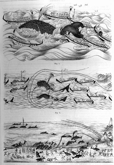 Techniques de pêche de cette espèce au Japon. Exemple de dessins envoyés par le gouvernement japonais. Gravure dans «La Nature : revue des sciences et de leurs applications aux arts et à l