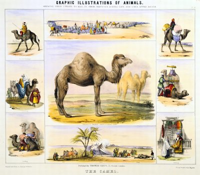 Le chameau : utilisé pour le transport : lait : viande : tissu. Lithographie coloriée à la main par Waterhouse Hawkins, créateur des animaux préhistoriques pour l