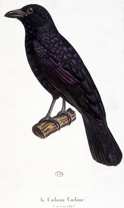 Le Corbeau Corbine - planche d