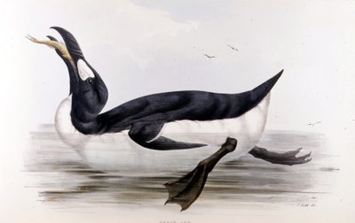 Le Grand Pingouin (Alca Impennis) - dans Les oiseaux d