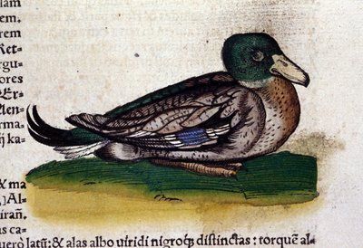 Le Harle dans Historia Animalium de Conrad Gesner (1516 - 1565), Tiguri - Unknown artist