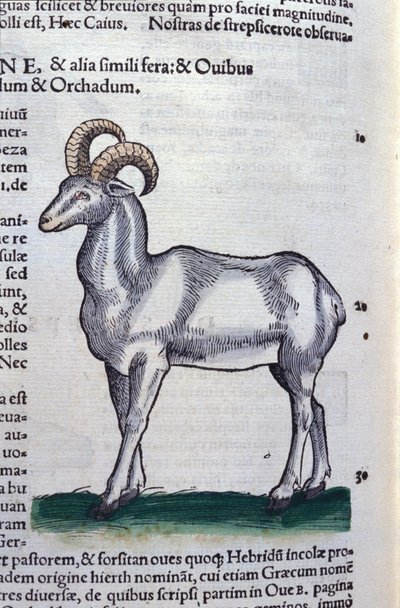 Le bouquetin dans Historia Animalium de Conrad Gesner (1516 - 1565), Tiguri - Unknown artist