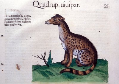 Le chacal - dans Historia Animalium par Conrad Gesner (1516 - 1565), Tiguri - Unknown artist