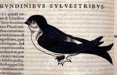 Le Martinet dans Historia Animalium de Conrad Gesner (1516 - 1565), Tiguri - Unknown artist