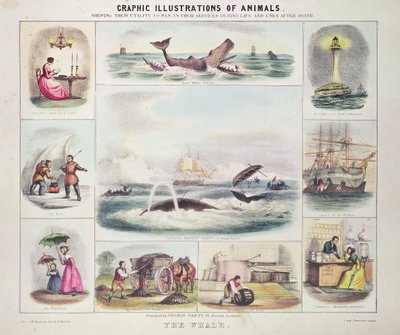 La baleine, tirée de Graphic Illustrations of Animals, dessinée et gravée par W. Hawkins, publiée par Thomas Varty (gravure) - Unknown artist