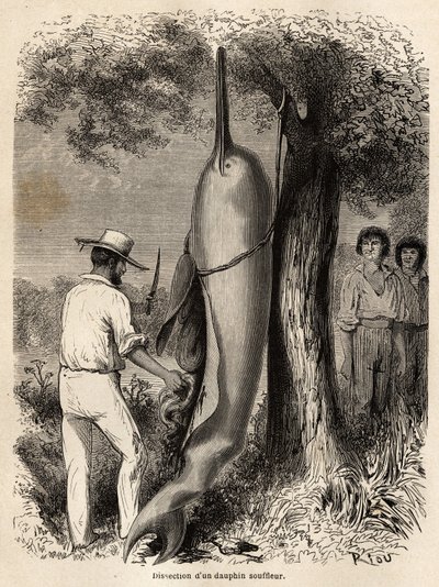 La dissection par l