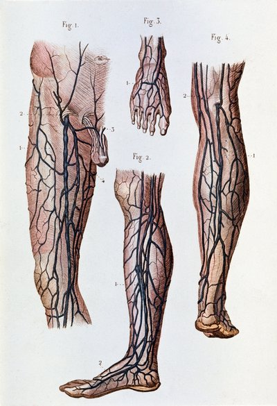 Système de circulation sanguine dans les jambes et le pied - Unknown artist