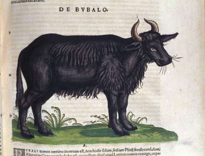 Le buffle d