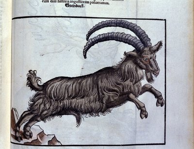 Le capricorne d