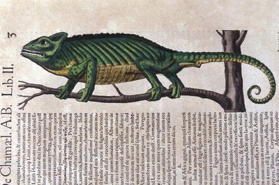 Le Caméléon d