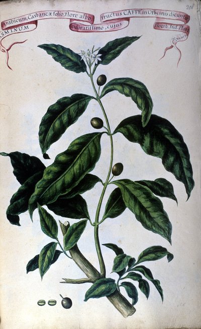 Le caféier. Herbier du XIXe siècle. - Unknown artist
