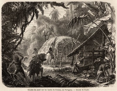 La collecte de maté sur les rives du Paraná, l