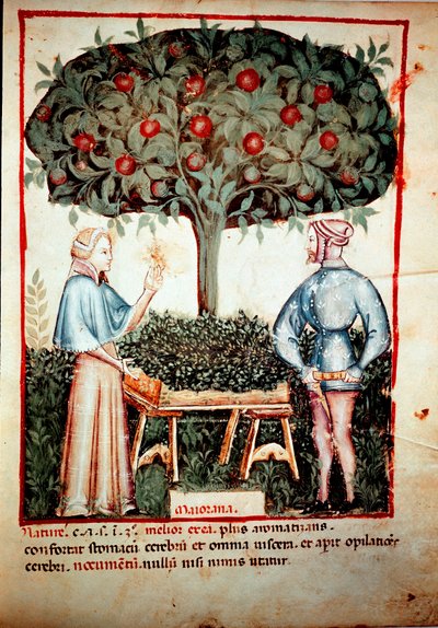 La cueillette de la marjolaine. Enluminure du « Tacuinum sanitatis » - Unknown artist