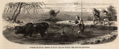 La culture du riz : première étape, après l