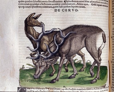 Le cerf d