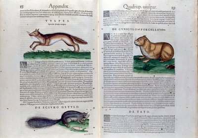 La double page des rongeurs dans Historia Animalium de Conrad Gesner (1516 - 1565), Tiguri - Unknown artist