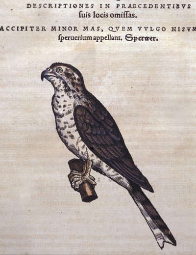 Le faucon d