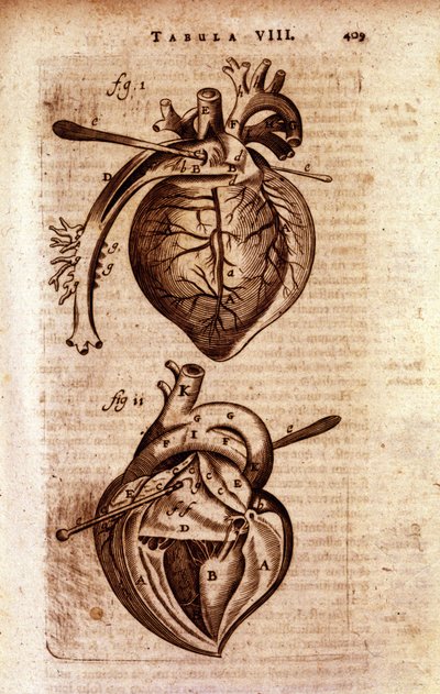 Le cœur de l