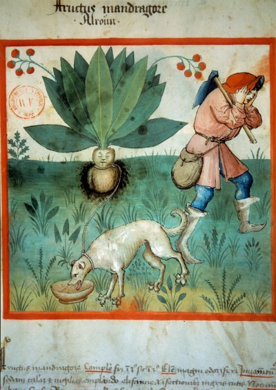 La mandragore - Unknown artist