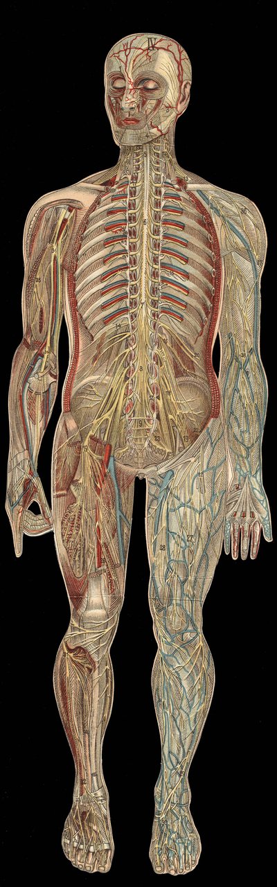 Le système nerveux. Dans "La nouvelle médication naturelle" de F.E. Bilz. 1898 - Unknown artist