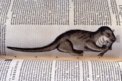 La loutre - Historia Animalium par Conrad Gesner (1516 - 1565), Tiguri - Unknown artist