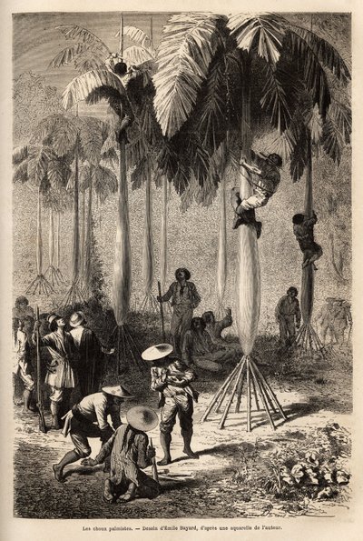 Les choux palmistes ; après avoir été dépouillée par les Indiens, l