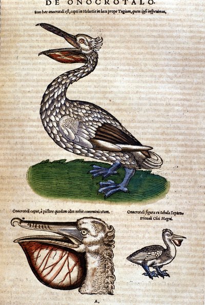 Le pélican de l