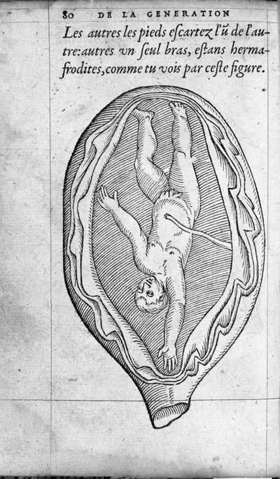La position du fœtus dans l