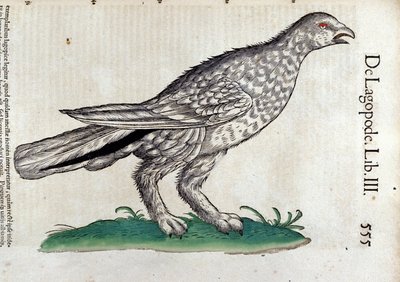 Le lagopède dans Historia Animalium de Conrad Gesner (1516 - 1565), Tiguri - Unknown artist