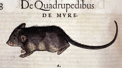 Le rat d