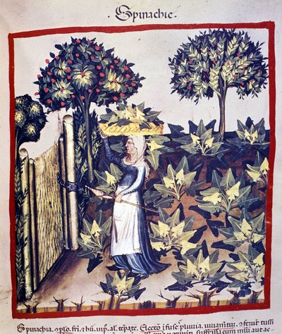 La récolte des épinards. Enluminure du « Tacuinum sanitatis ». - Unknown artist