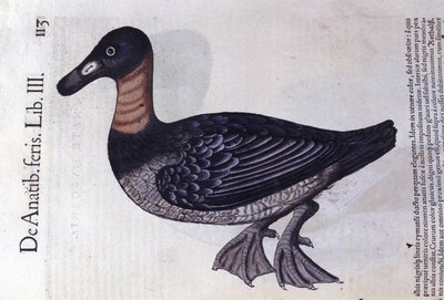 Le canard à cou rouge d