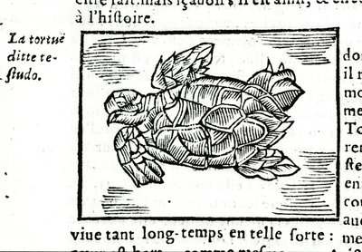 La tortue marine, d
