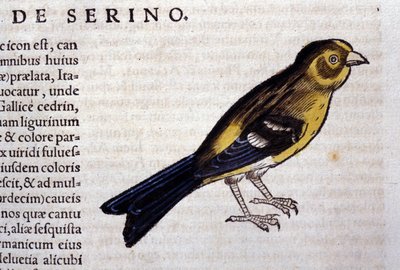 Le serin d