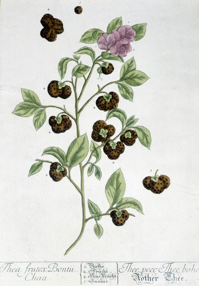 Le théier Frutex Bontii - planche botanique - Unknown artist