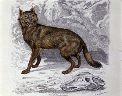 Le loup. Planche tirée d