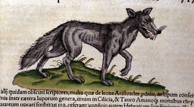 Le loup d