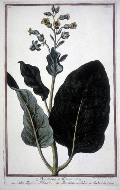 Feuille et fleur de tabac (Nicotiana Minor) dans un herbier du 19ème siècle. - Unknown artist
