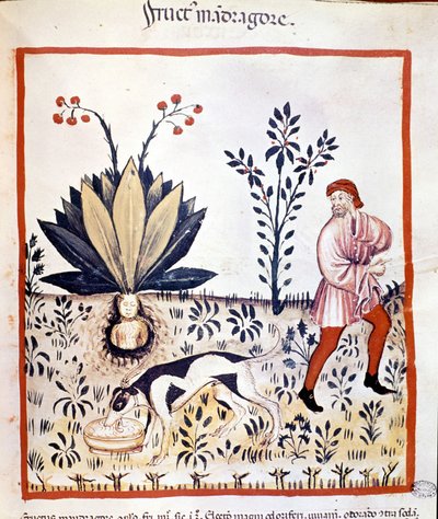 Traité de médecine « Tacuinum sanitatis » 14ème siècle. Récolte de Mandragore. Bibliothèque Nationale Braidense, Milan - Unknown artist