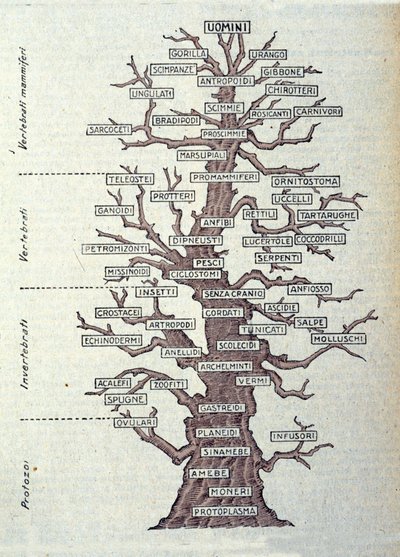 Arbre de l