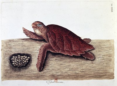 Tortue et ses œufs - planche d