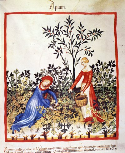 Deux femmes cueillent du persil. Enluminure du « Tacuinum sanitatis ». - Unknown artist